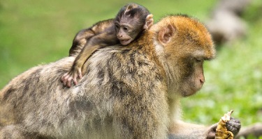 Close-up of a baby monkey holding onto its mother