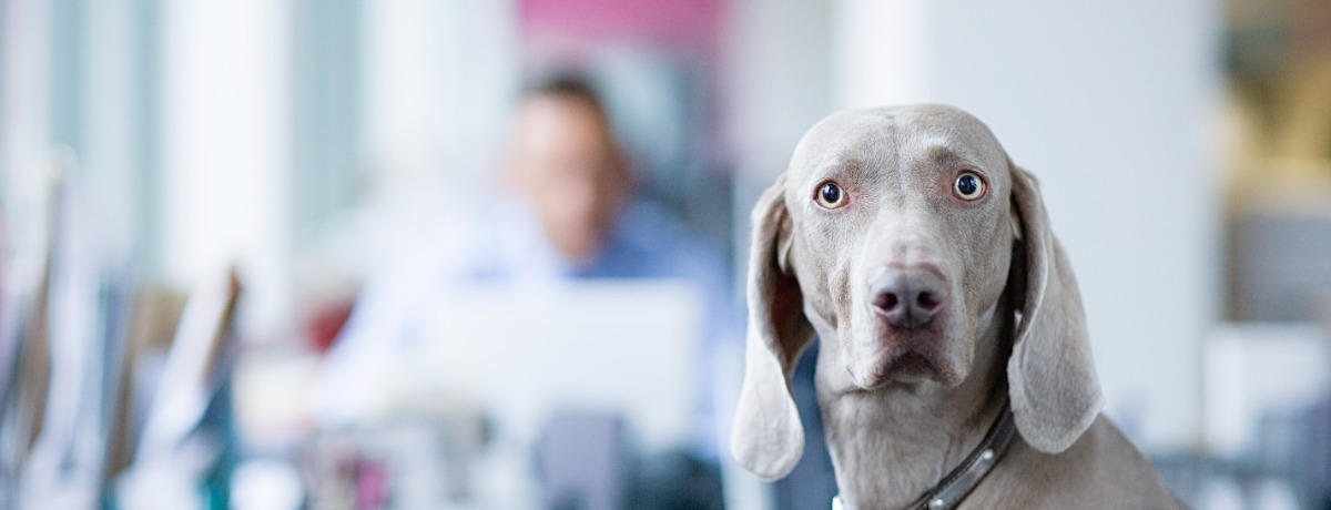 Can Fido Come to Work?