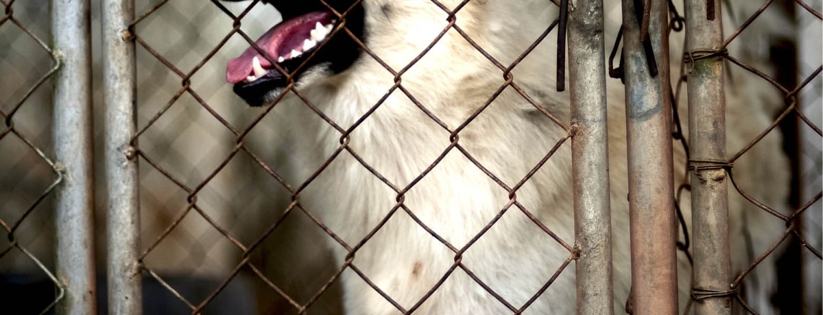 Can I Sue if a Dog Bites Me? 
