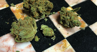 Cannabis buds sitting on a checkerboard tabletop 
