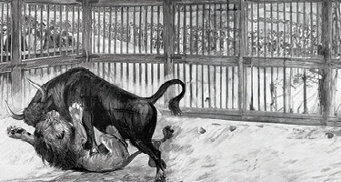 Bull and lion fighting within a cage