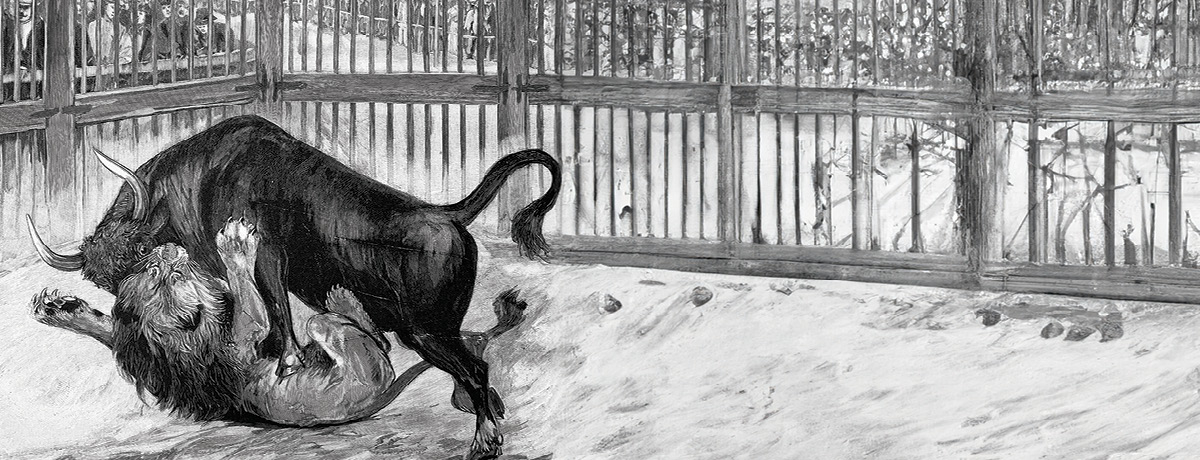 Bull and lion fighting within a cage