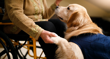 A dog gently placing its paw on a person’s hand