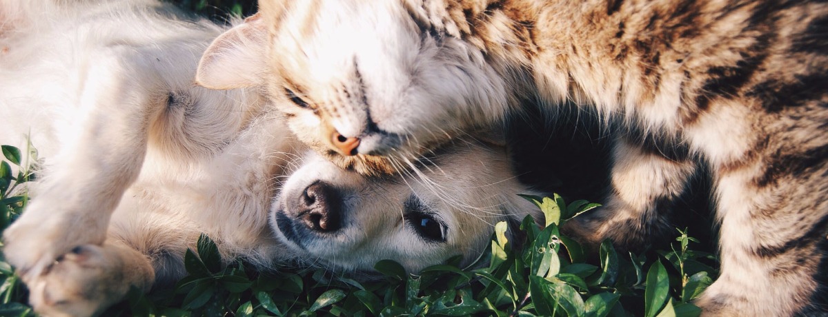 Elder Law - Pets Estate Plan