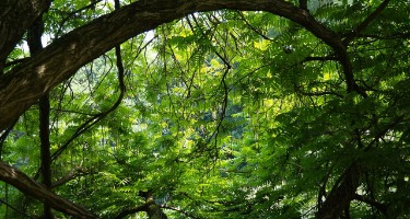 Tall trees in a lush forest
