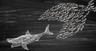 School of fish attack shark