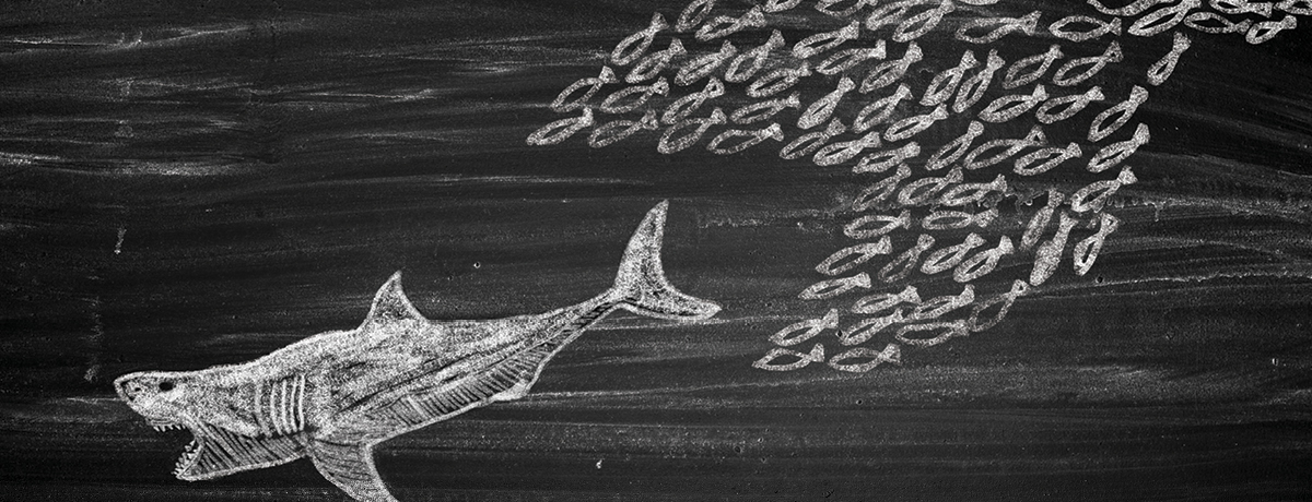 School of fish attack shark