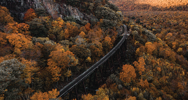 Aerial view of autumn forest with orange and green foliage