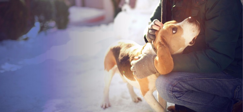 Pet Custody in Divorces