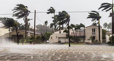 Trees blowing in flood waters and storm