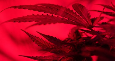 Red image of marijuana leaf