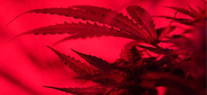 Red image of marijuana leaf