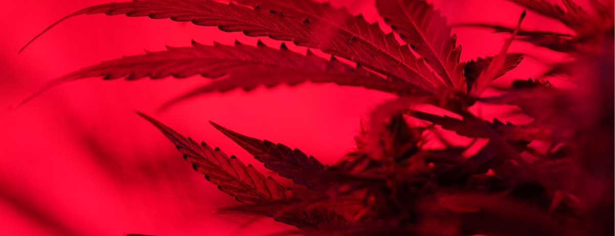 Red image of marijuana leaf