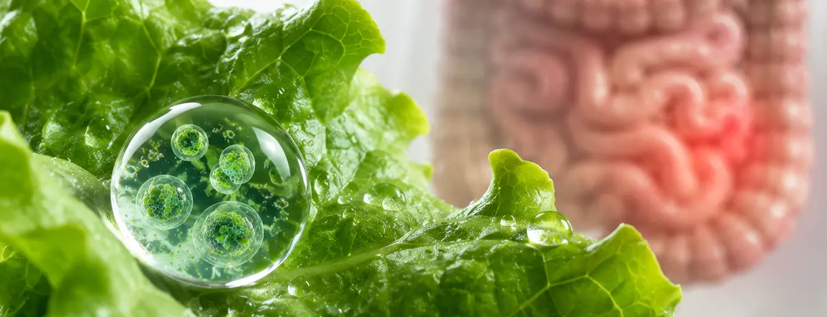 Taco Bell Cyclospora Suit: Supply Chain Liability 