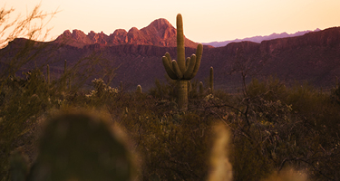 Cactus stands in desert with mountains