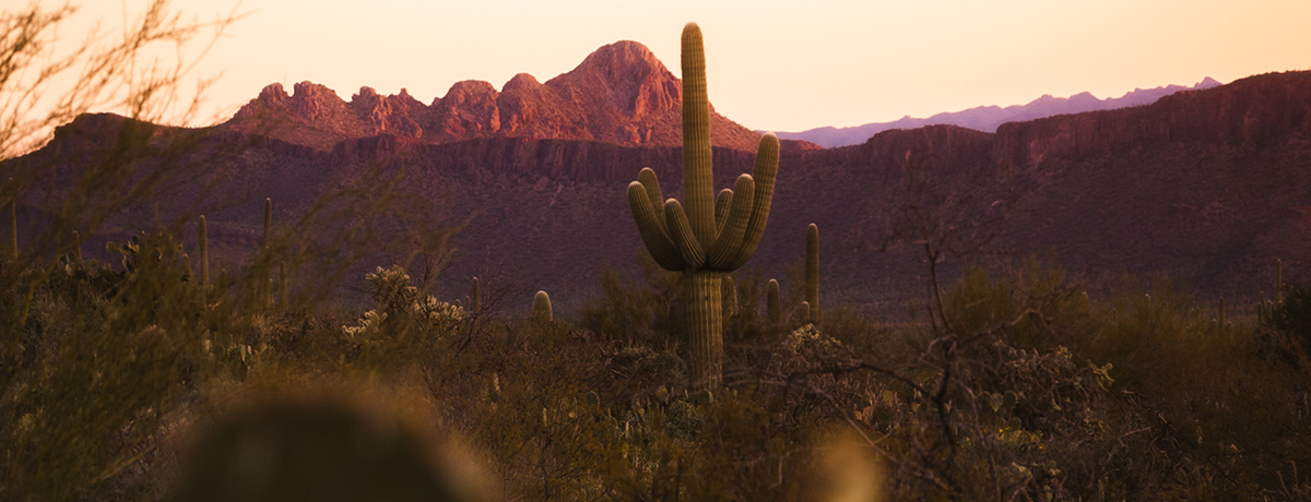 Cactus stands in desert with mountains