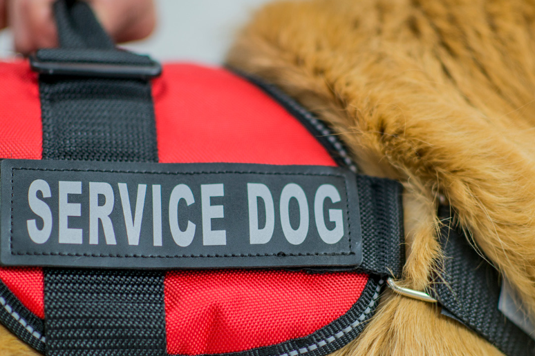 What Is the Difference Between a Service Animal and Emotional Support Animal?